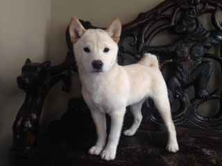 Tyko/Yuki – Icewind Puppy Adopted At 19 Weeks