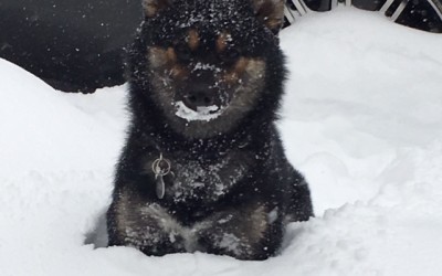 Kuma The Perfect Puppy Loves The Snow!!!