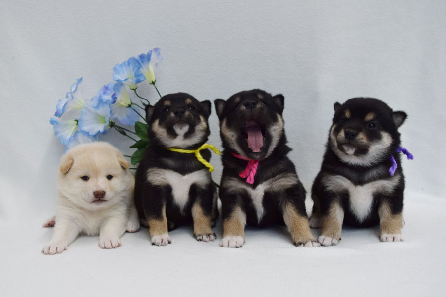 Shiba Inu Puppies by Icewind Shibas | A 